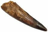 Fossil Spinosaurus Tooth - Real Dinosaur Tooth #345469-1